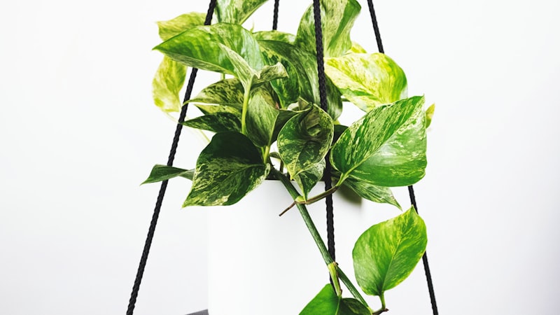 2026美加墨世界杯三大主办国体育场鸟瞰全景图